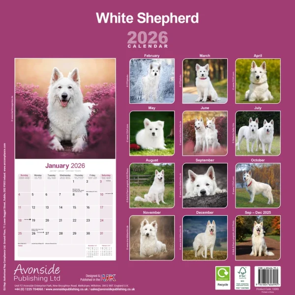 Kalender 26 German Shepherds White as - Image 2