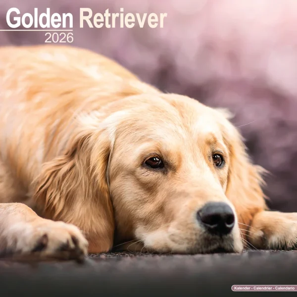 Kalender 26 Golden Retrievers as