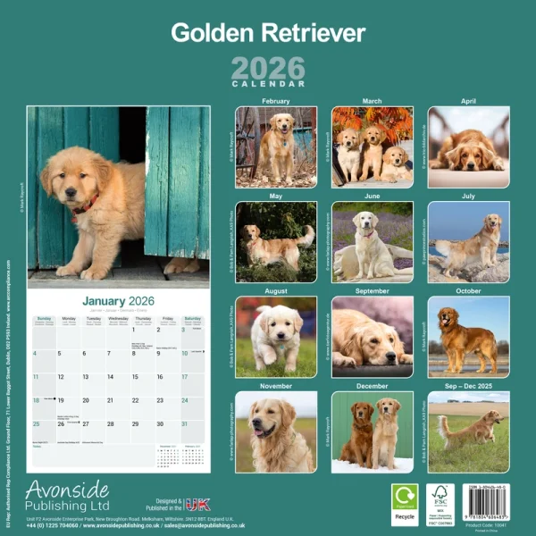 Kalender 26 Golden Retrievers as – Bild 2