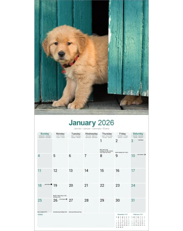 Kalender 26 Golden Retrievers as – Bild 3