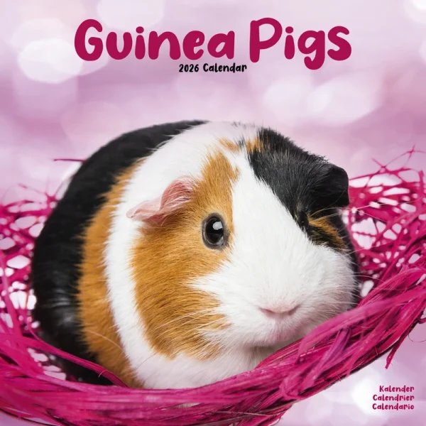 Kalender 26 Guinea Pigs as