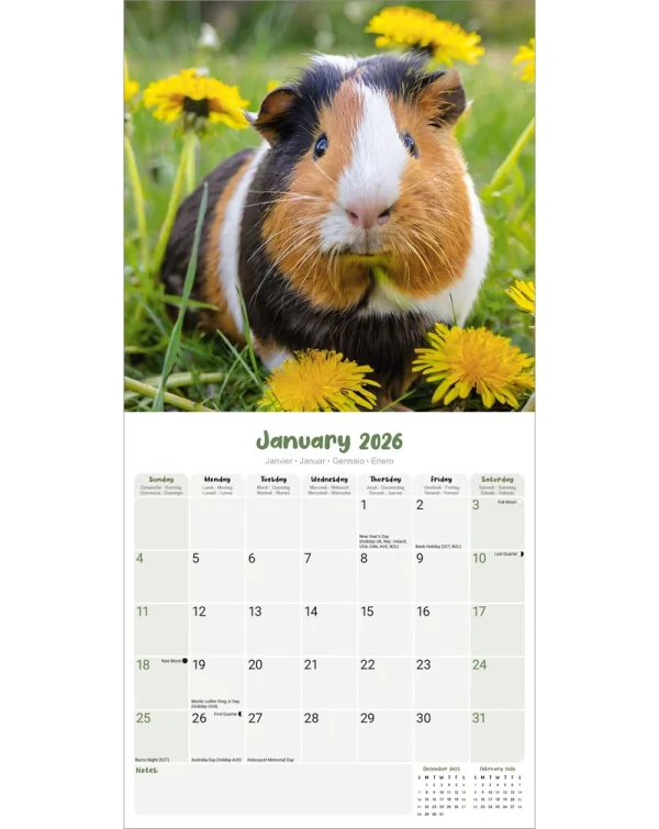 Kalender 26 Guinea Pigs as – Bild 3