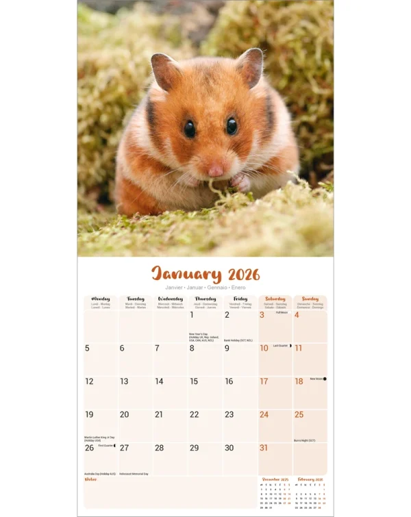 Kalender 26 Hamsters as – Bild 3