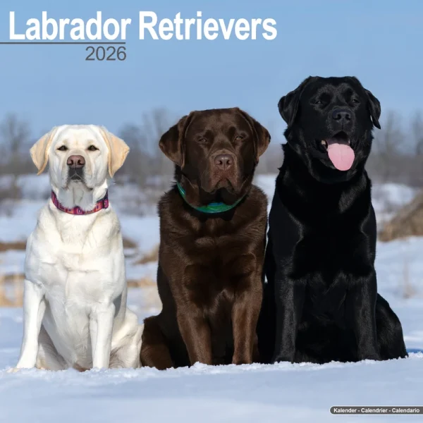 Kalender 26 Lab Retrievers as