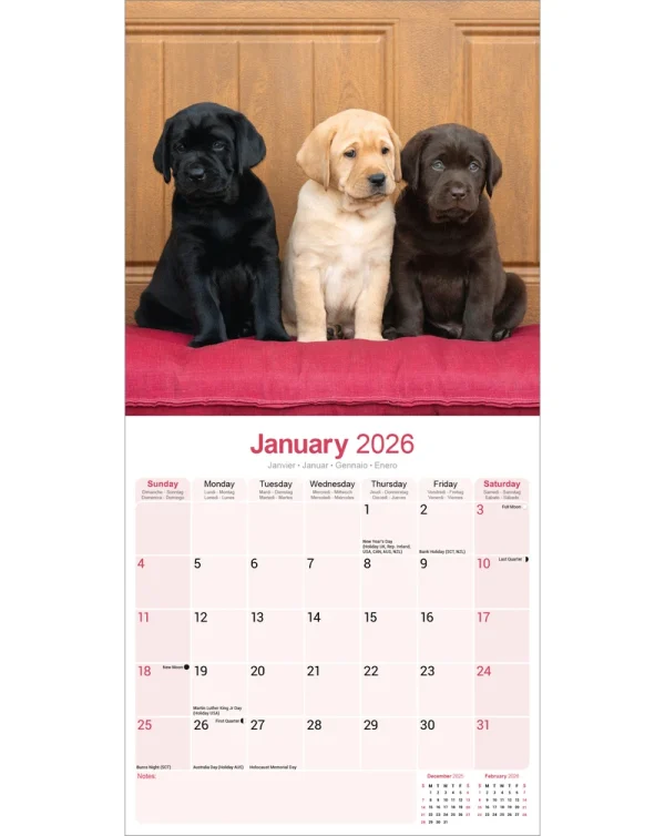 Kalender 26 Lab Retrievers as – Bild 3