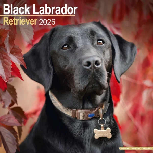 Kalender 26 Lab Retrievers Black as