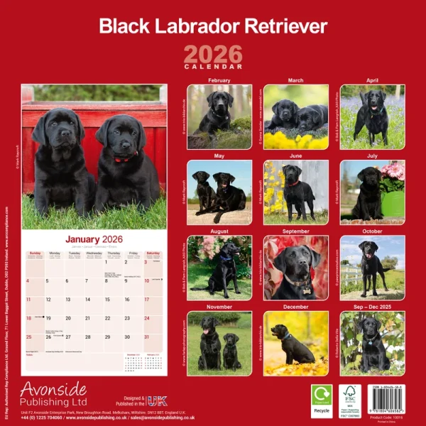 Kalender 26 Lab Retrievers Black as - Image 2