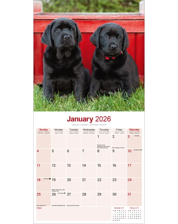 Kalender 26 Lab Retrievers Black as - Image 3