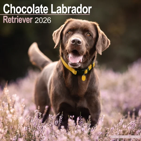 Kalender 26 Lab Retrievers Choc as