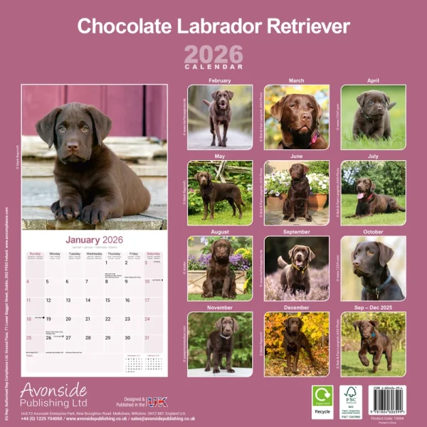 Kalender 26 Lab Retrievers Choc as – Bild 2