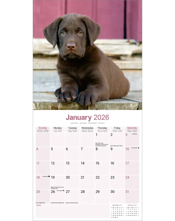 Kalender 26 Lab Retrievers Choc as – Bild 3