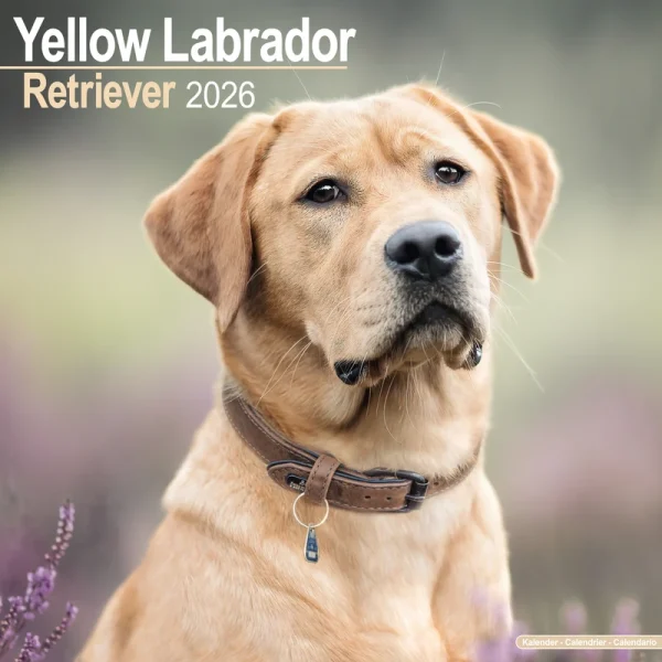 Kalender 26 Lab Retrievers Yellow as