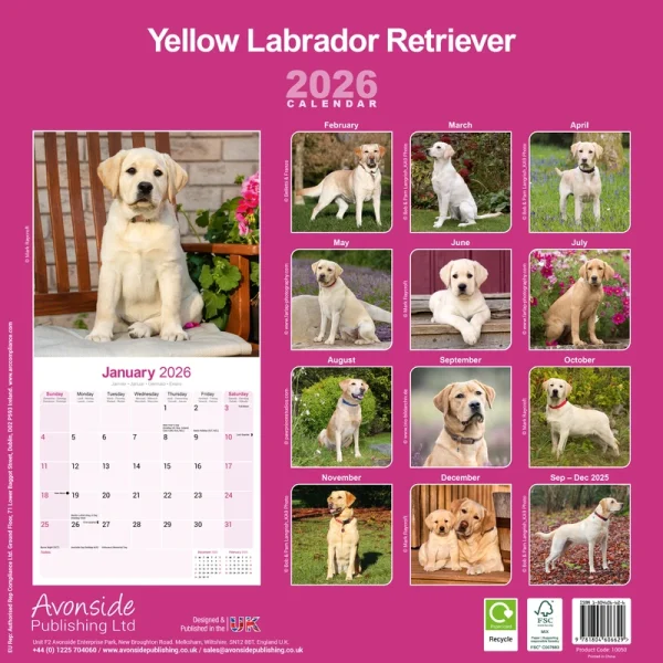 Kalender 26 Lab Retrievers Yellow as – Bild 2