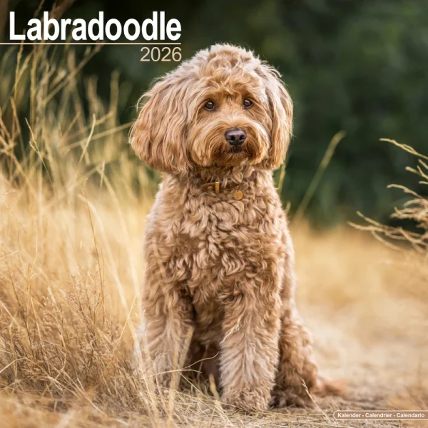 Kalender 26 Labradoodles as