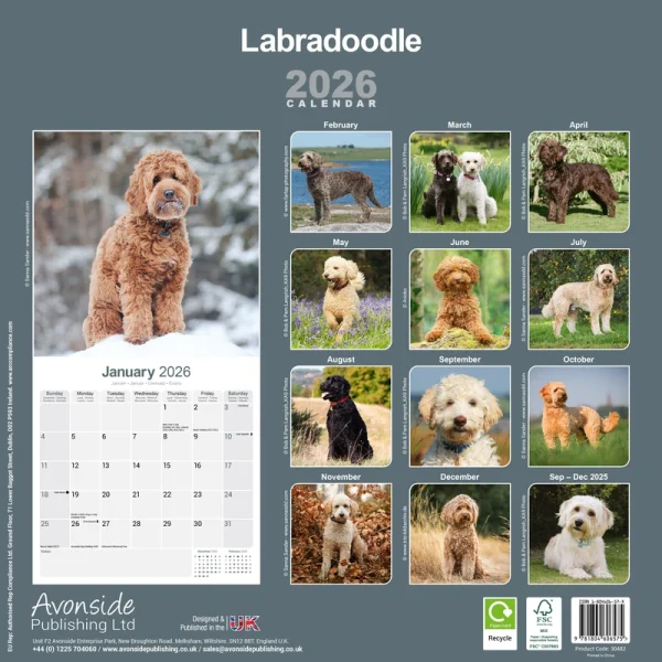 Kalender 26 Labradoodles as - Image 2