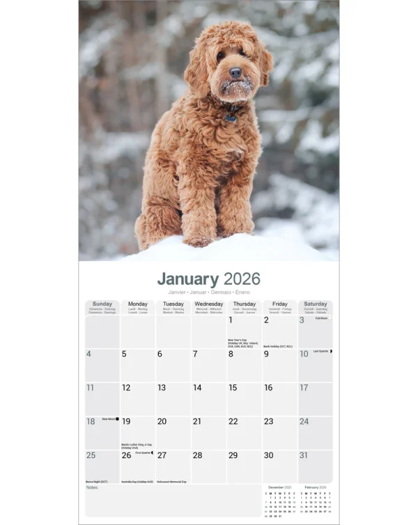 Kalender 26 Labradoodles as – Bild 3