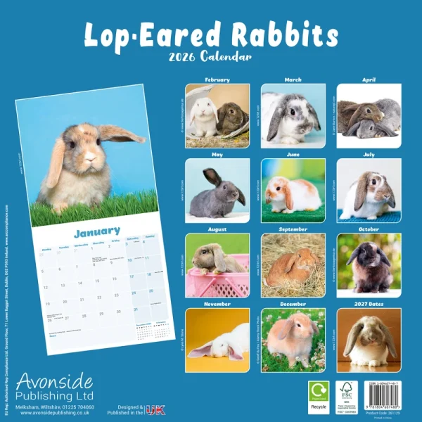 Kalender 26 Lop Eared Rabbits as – Bild 2