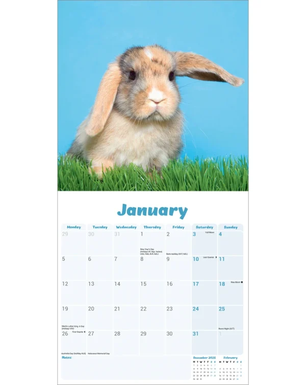 Kalender 26 Lop Eared Rabbits as – Bild 3