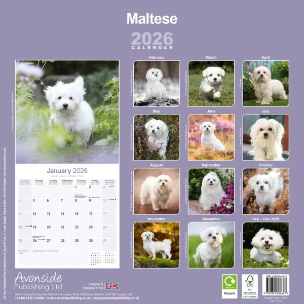 Kalender 26 Maltese as – Bild 2