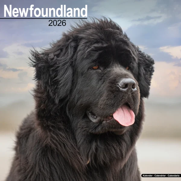 Kalender 26 Newfoundlands as