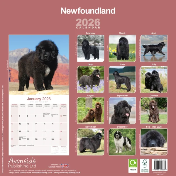 Kalender 26 Newfoundlands as – Bild 2