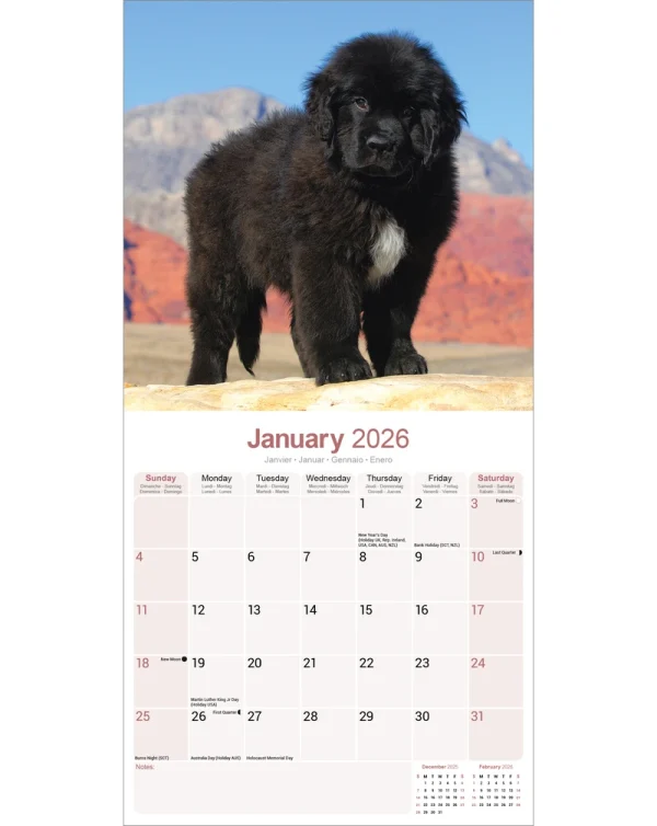 Kalender 26 Newfoundlands as – Bild 3