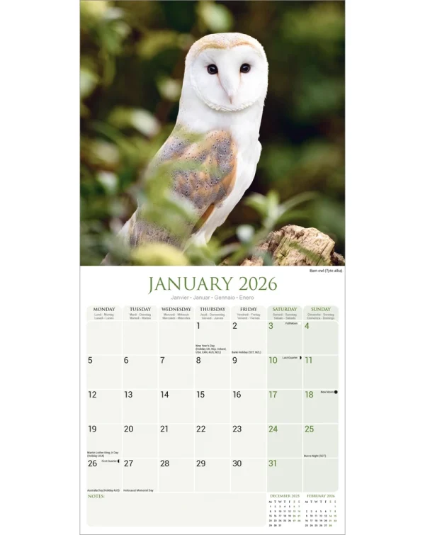 Kalender 26 Owls as – Bild 3