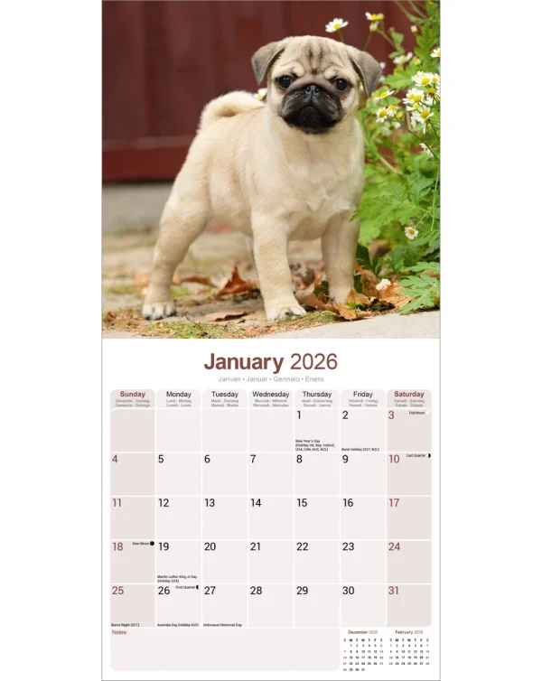 Kalender 26 Pugs as – Bild 3