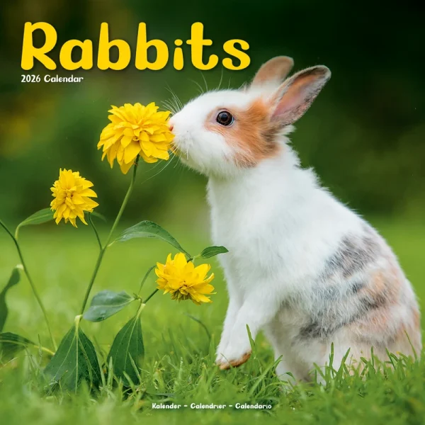 Kalender 26 Rabbits as