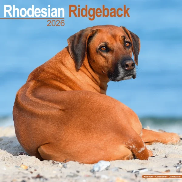 Kalender 26 Rhodesian Ridgebacks as