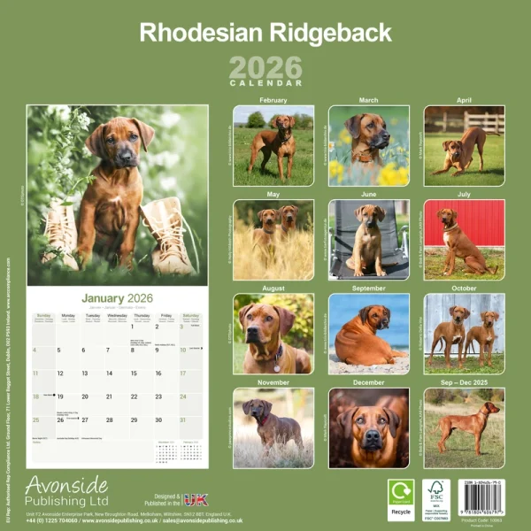 Kalender 26 Rhodesian Ridgebacks as - Image 2