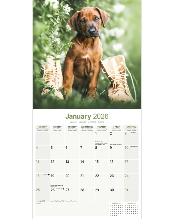 Kalender 26 Rhodesian Ridgebacks as – Bild 3