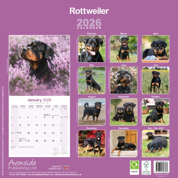 Kalender 26 Rottweilers as - Image 2