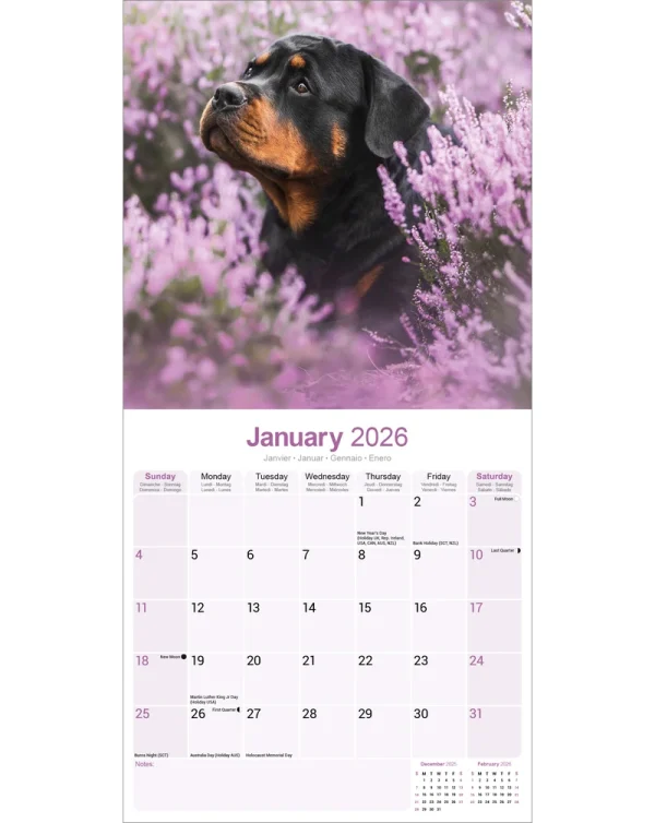 Kalender 26 Rottweilers as - Image 3