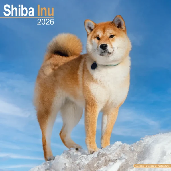 Kalender 26 Shiba Inu as