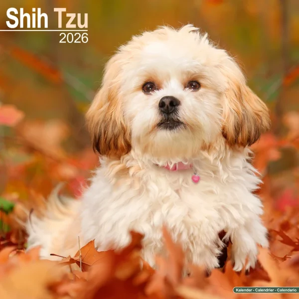 Kalender 26 Shih Tzu as