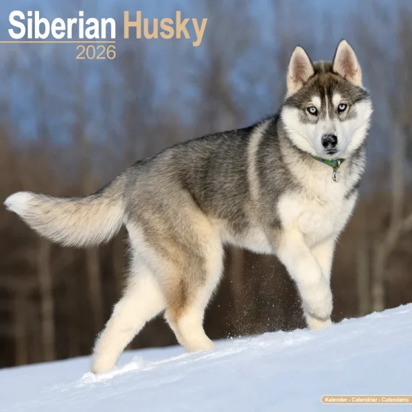 Kalender 26 Siberian Huskies as