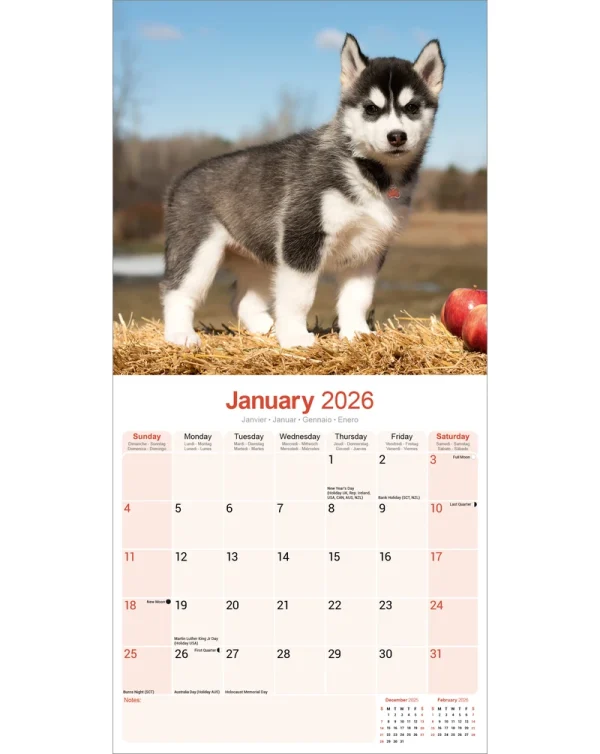 Kalender 26 Siberian Huskies as - Image 3