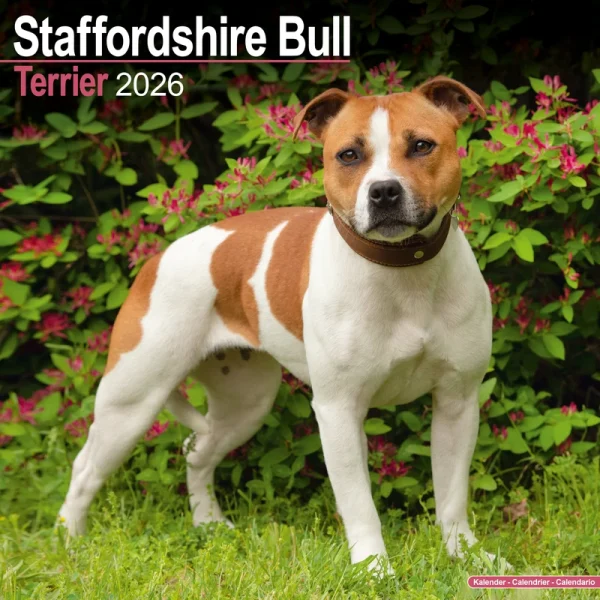 Kalender 26 Staff Bull Terriers as