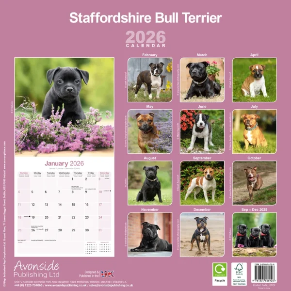 Kalender 26 Staff Bull Terriers as - Image 2