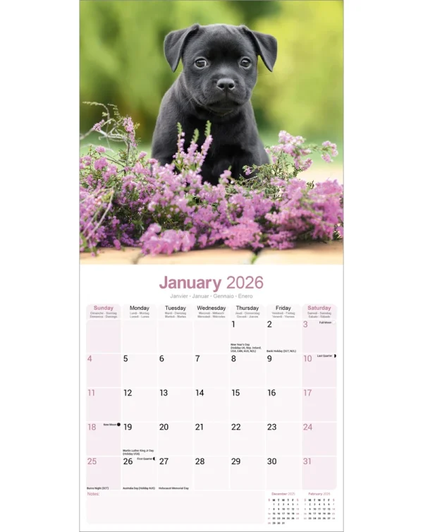 Kalender 26 Staff Bull Terriers as - Image 3