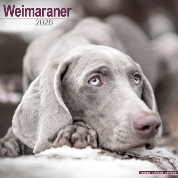 Kalender 26 Weimaraners as