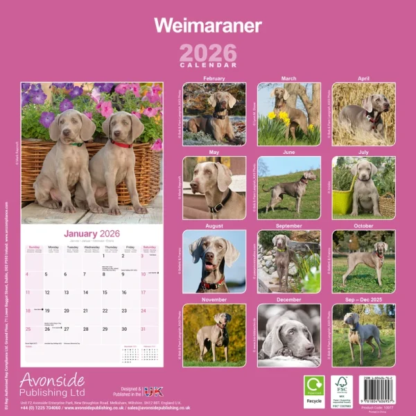 Kalender 26 Weimaraners as - Image 2