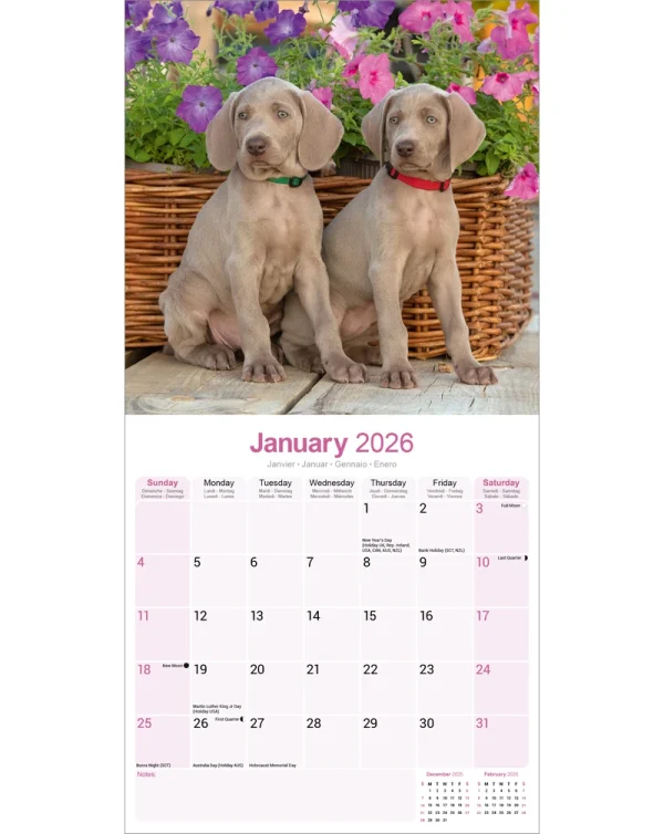 Kalender 26 Weimaraners as - Image 3