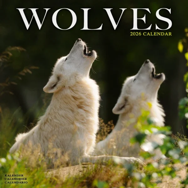 Kalender 26 Wolves as