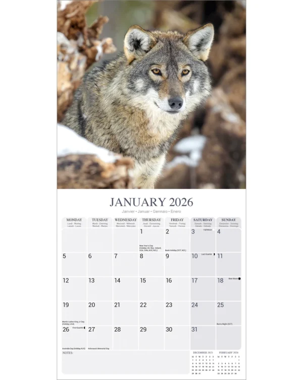 Kalender 26 Wolves as – Bild 3