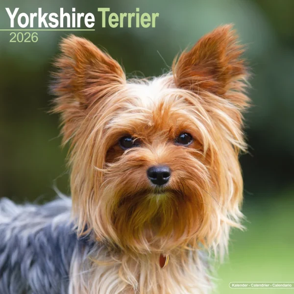 Kalender 26 Yorkshire Terriers as