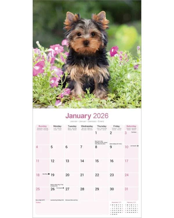 Kalender 26 Yorkshire Terriers as - Image 3