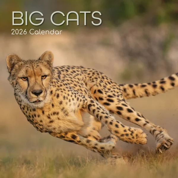 Kalender 26 Big Cats gtd