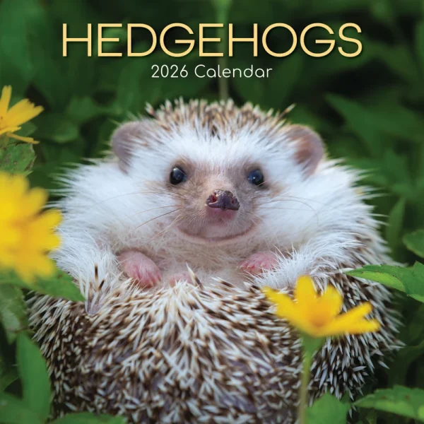 Kalender 26 Hedgehogs gtd